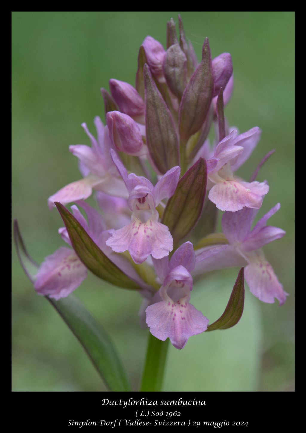 Dactylorhiza sambucina
